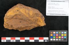 Foto (Objekt + Etikett) von Myrica koninki Ettingshausen (NHMW-GEO-2024-0188-10358)